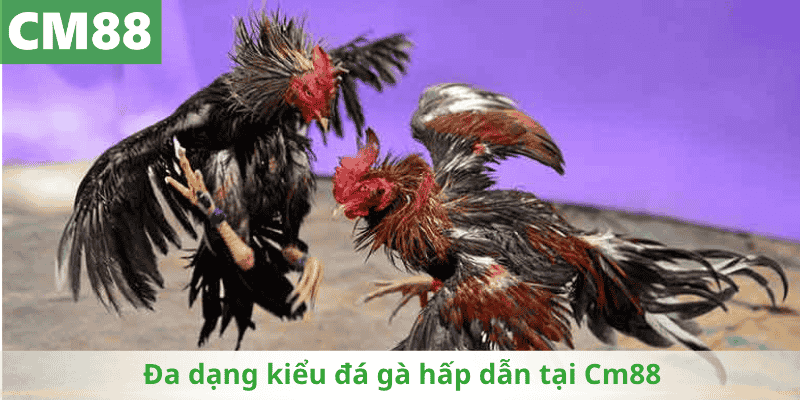 Đa dạng kiểu đá gà hấp dẫn tại Cm88